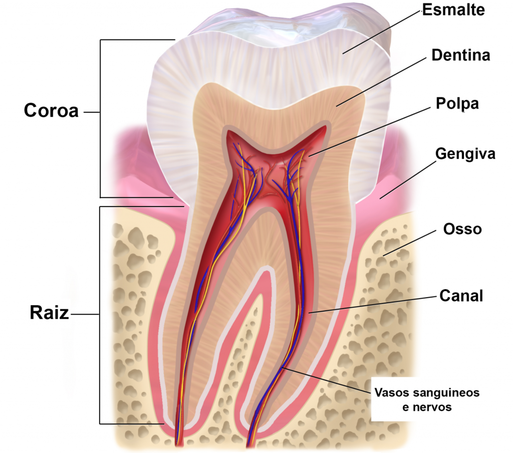Anatomia dentária