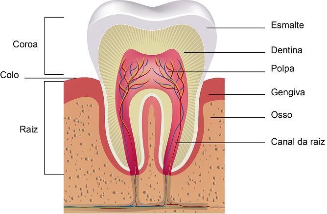 Anatomia dental